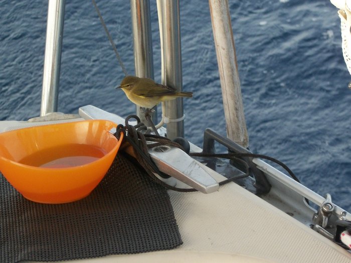 21 oct 2014 un p'tit oiseau sur Daltica en nav vers PENICHE en moteur (14).JPG (314.04 Kio) Consulté 20927 fois un p'tit compagnon de nav !!!!