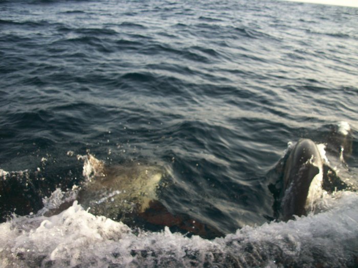 20 oct 2014 ROUTE VERS PENICHE( Portugal ) (28).JPG (458.82 Kio) Consulté 20930 fois nos autres compagnons de nav !!!! je ne m'en lasse pas !!!!!!