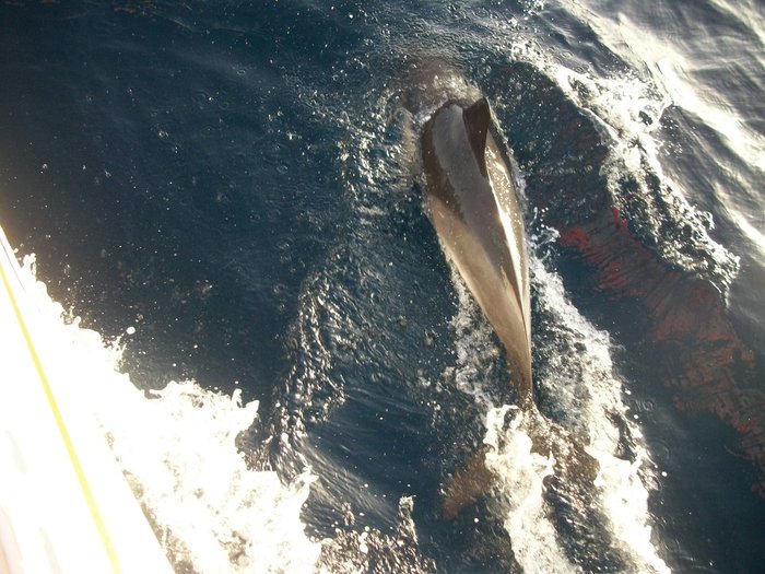 20 oct 2014 ROUTE VERS PENICHE ( Portugal ) (37).JPG (396.14 Kio) Consulté 25153 fois 20 oct 2014 ROUTE VERS PENICHE ( Portugal ) (37).JPG