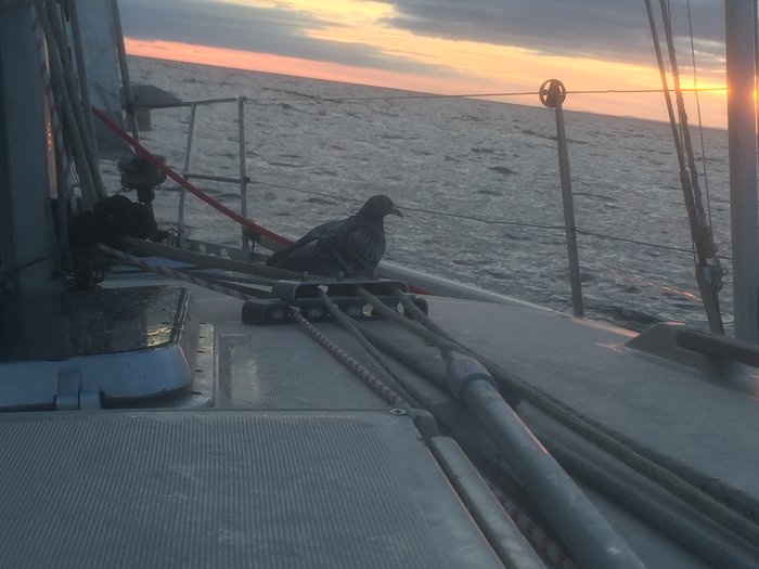 IMG_4661.JPG (1.26 Mio) Consulté 34970 fois Un passager épuisé... qui m'a laissé de beaux cadeaux le matin...