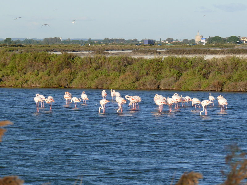 P1020177.JPG (1016.76 Kio) Consulté 7936 fois P1020177.JPG